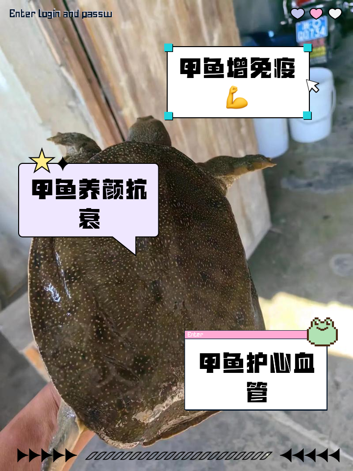 水族怎么樣一動(dòng)不動(dòng)是王八,說的就是它