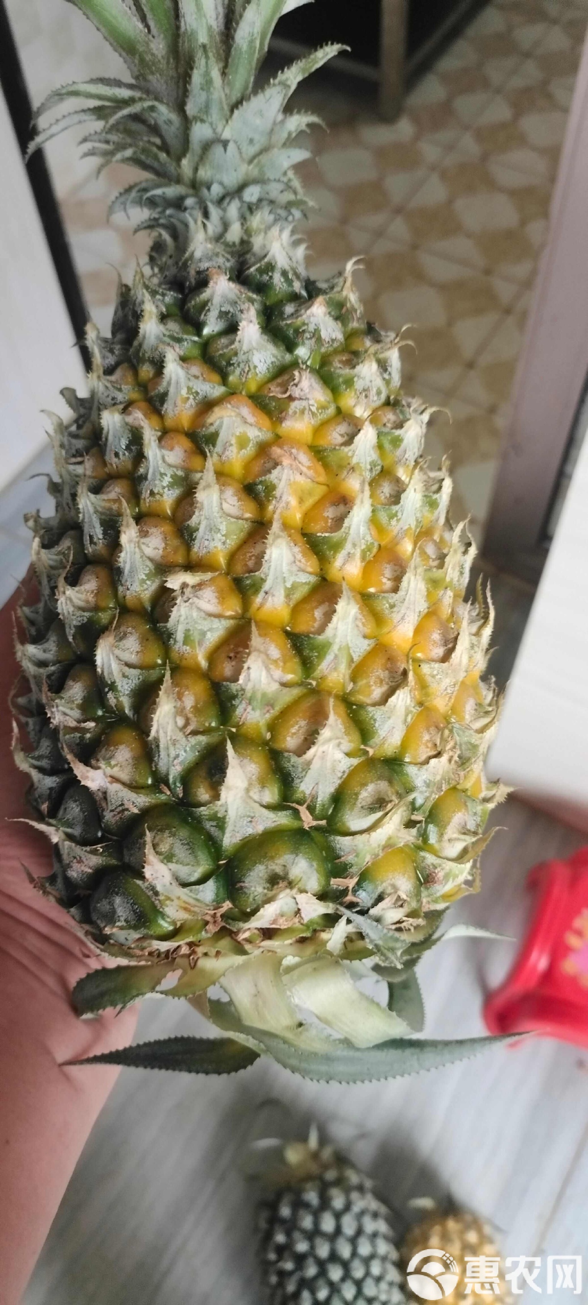 廣東徐聞菠蘿:當季香水菠蘿_新鮮水果