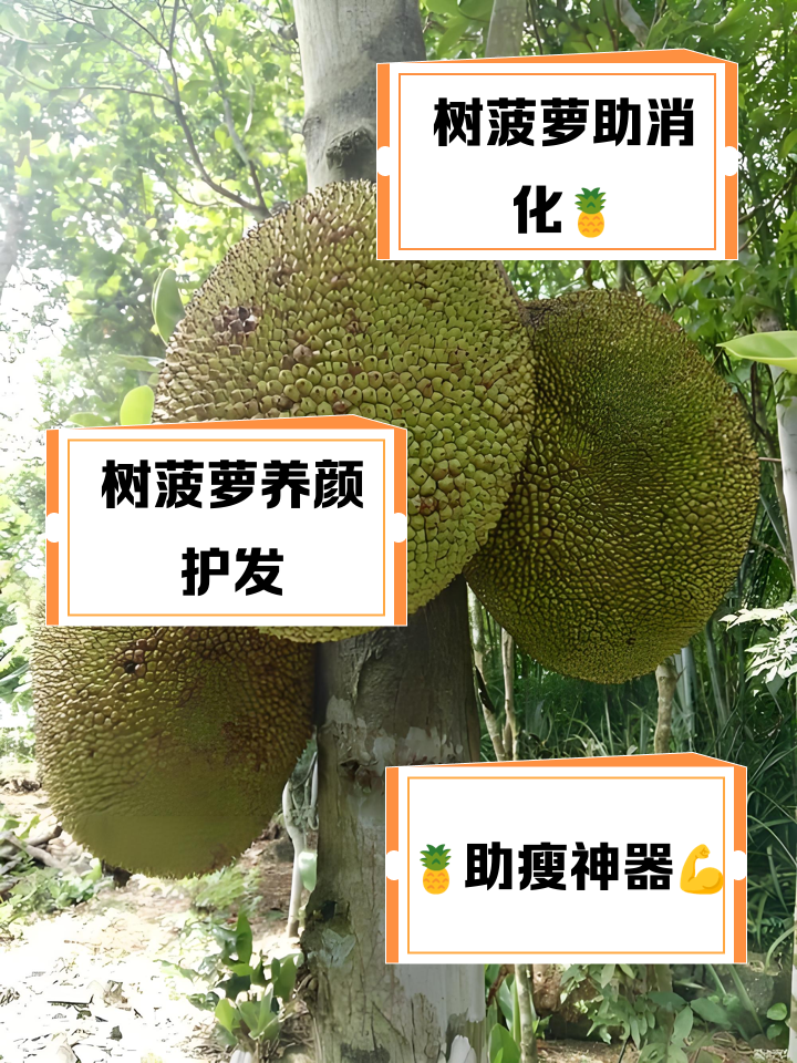 樹菠蘿,連核都很好吃的水果_新鮮水果
