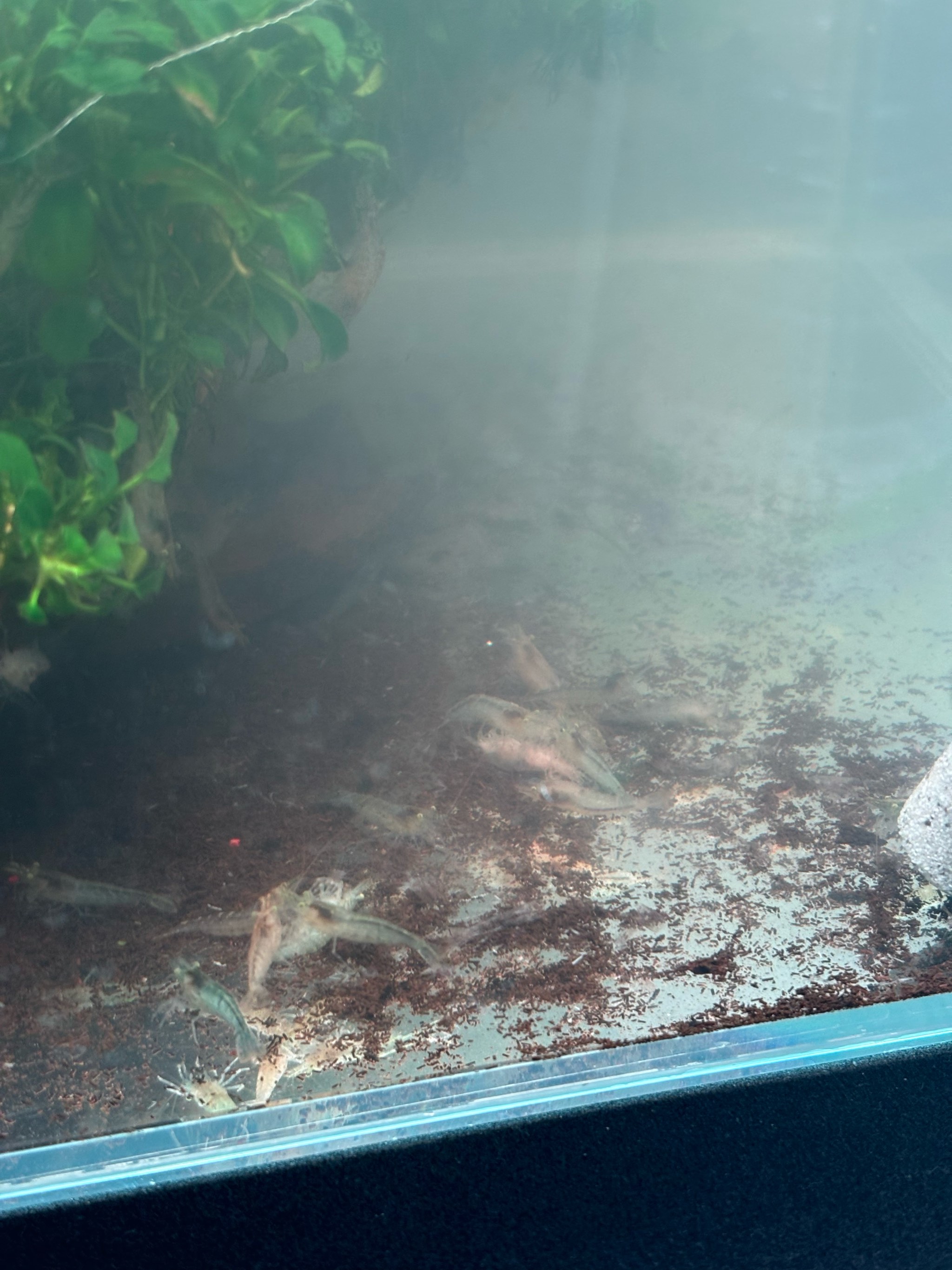 黑殼蝦養(yǎng)護(hù):打造理想水族箱環(huán)境_水族