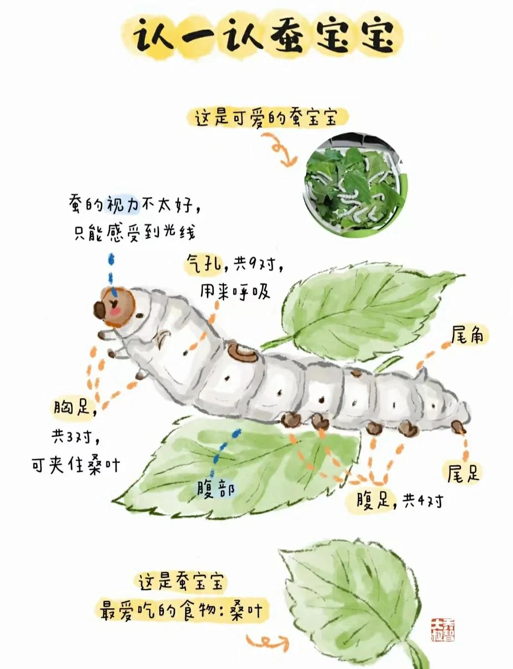 和娃一起讀《昆蟲(chóng)記》之石蠶_科學(xué)技術(shù)
