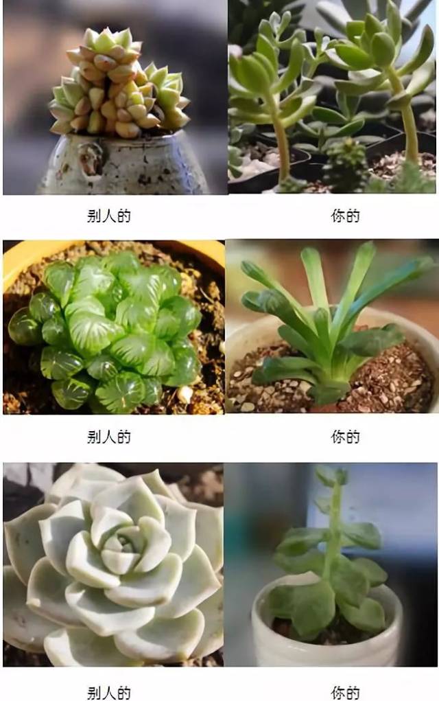多肉植物徒長是什么意思