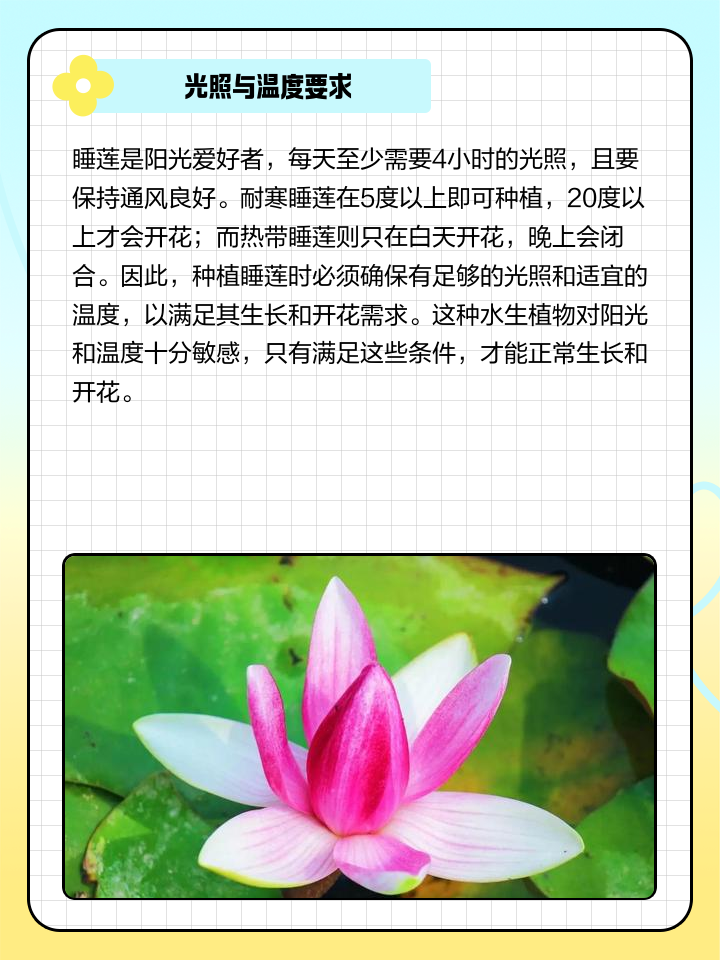 睡蓮的種植方法淺談睡蓮家居種植技術(shù)