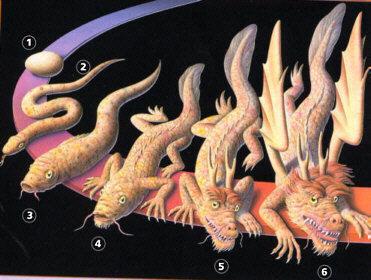 常見的完全變態(tài)發(fā)育和不完全變態(tài)發(fā)育的動(dòng)物有哪些?