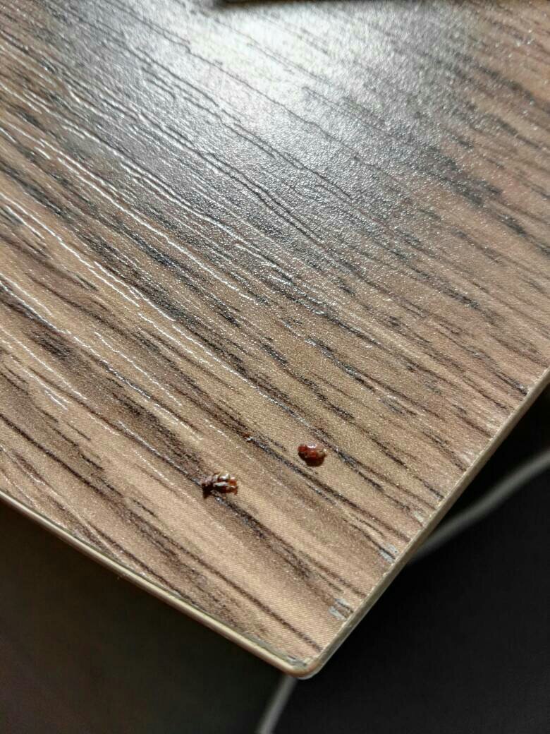 家里有許多這種特別小的黃色蟲子是什么蟲子?
