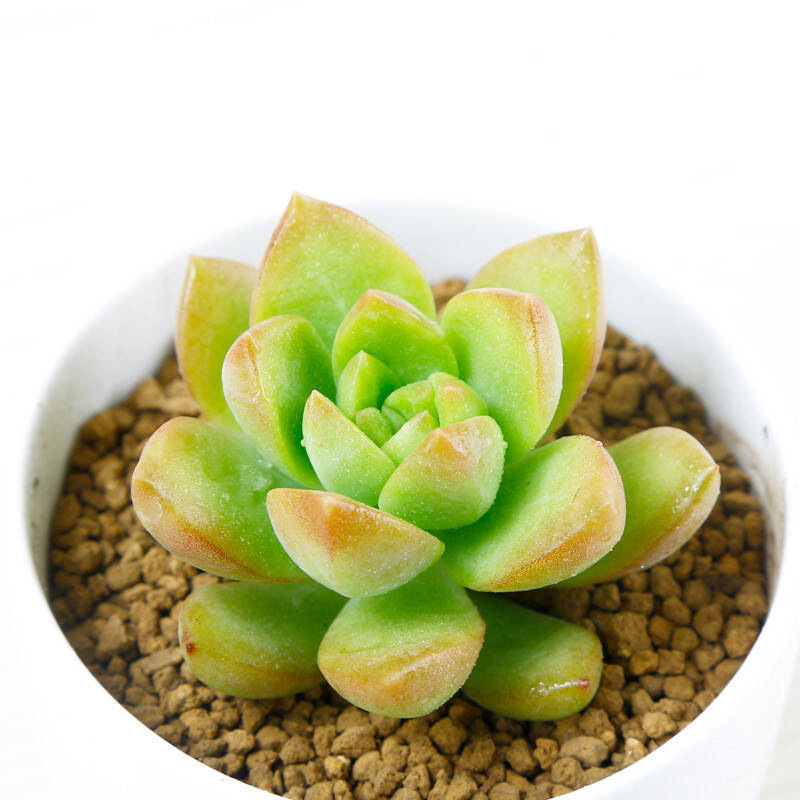 多肉植物若綠如何養(yǎng)殖?
