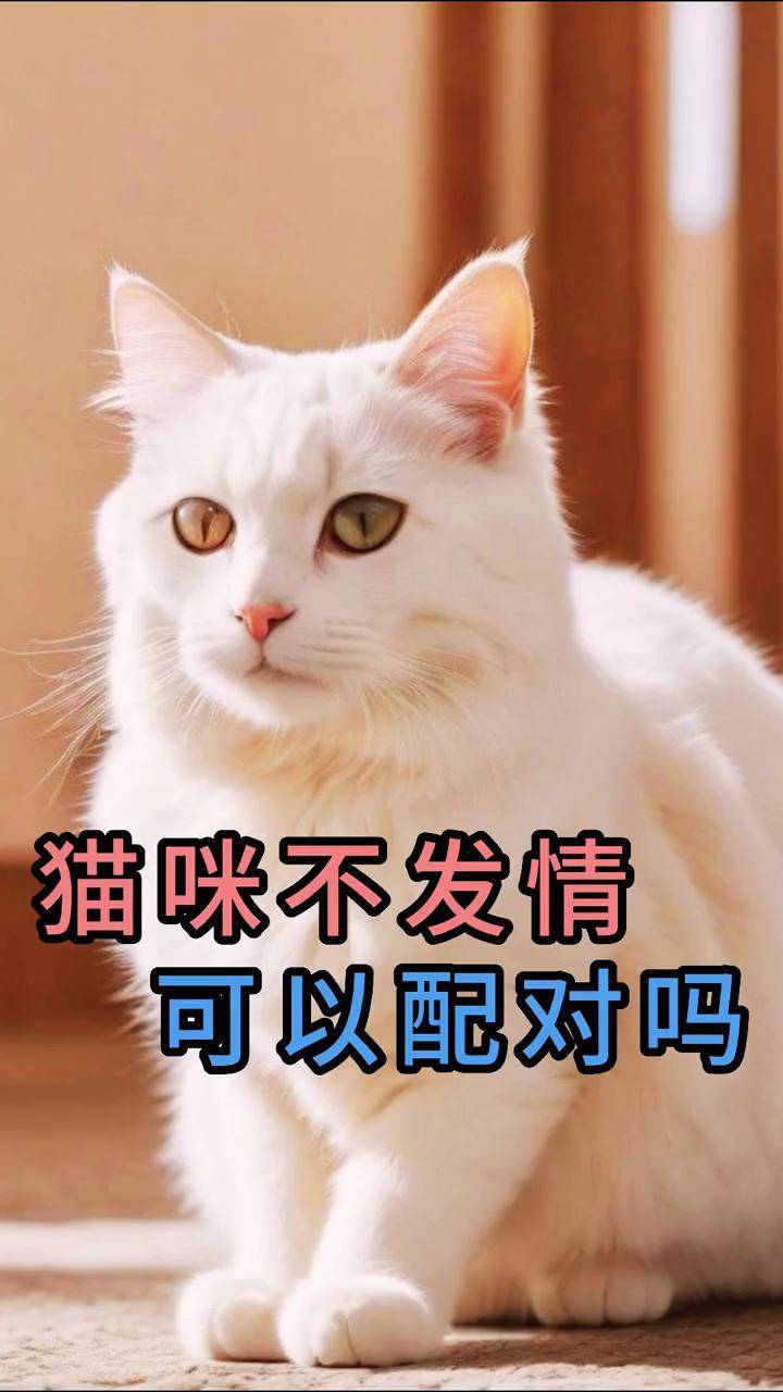 冬天貓咪會(huì)發(fā)情嗎,冬天貓為何半夜叫那么厲害