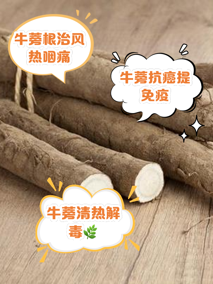 牛蒡的功效與作用有哪些?