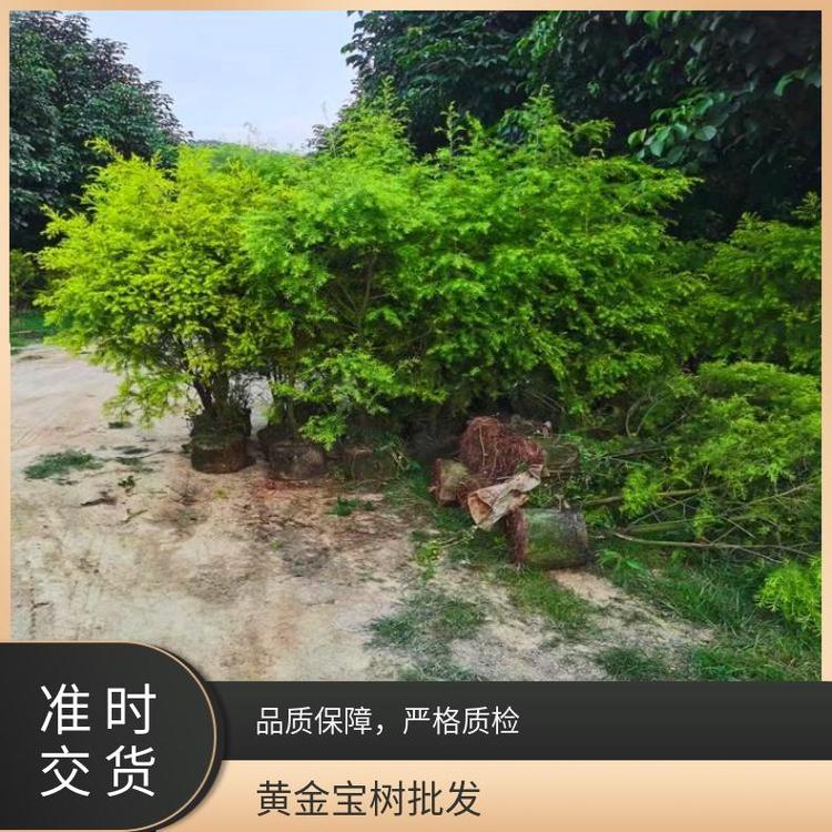 賀樂心