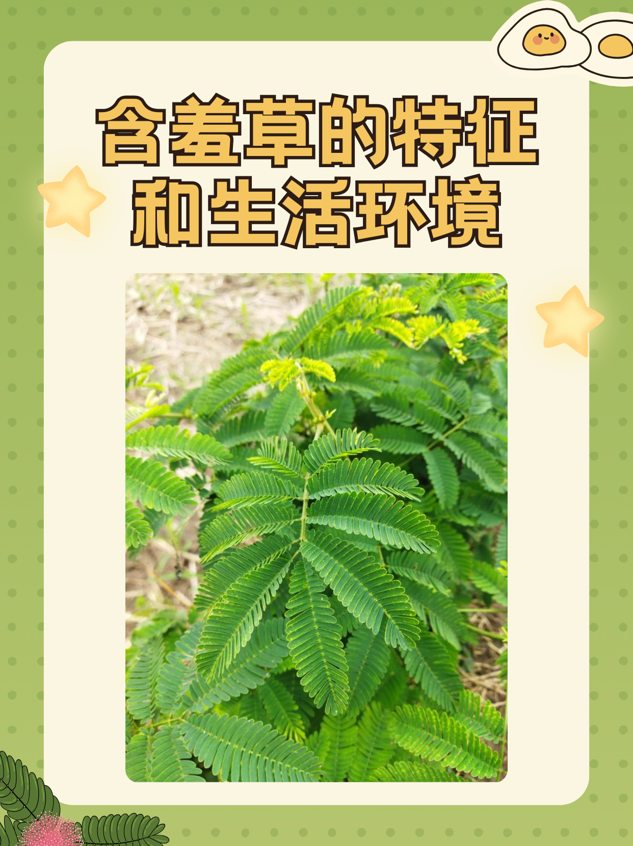 含羞草的種植方法含羞草家居養(yǎng)殖技術(shù)不得不看