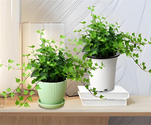 胖娃娃是一種植物放臥室有害嗎