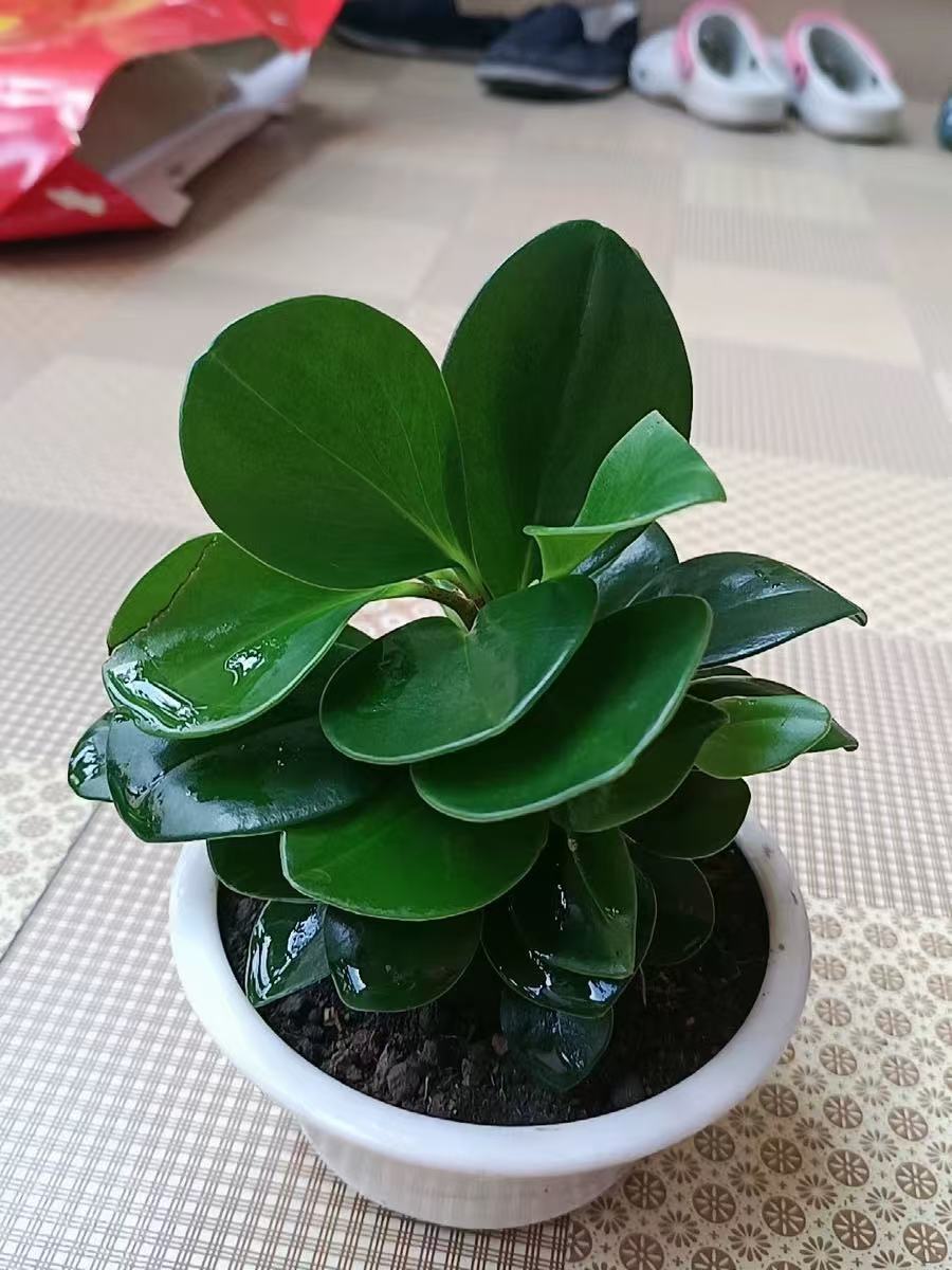 青葉碧玉放在臥室可以嗎有什么作用