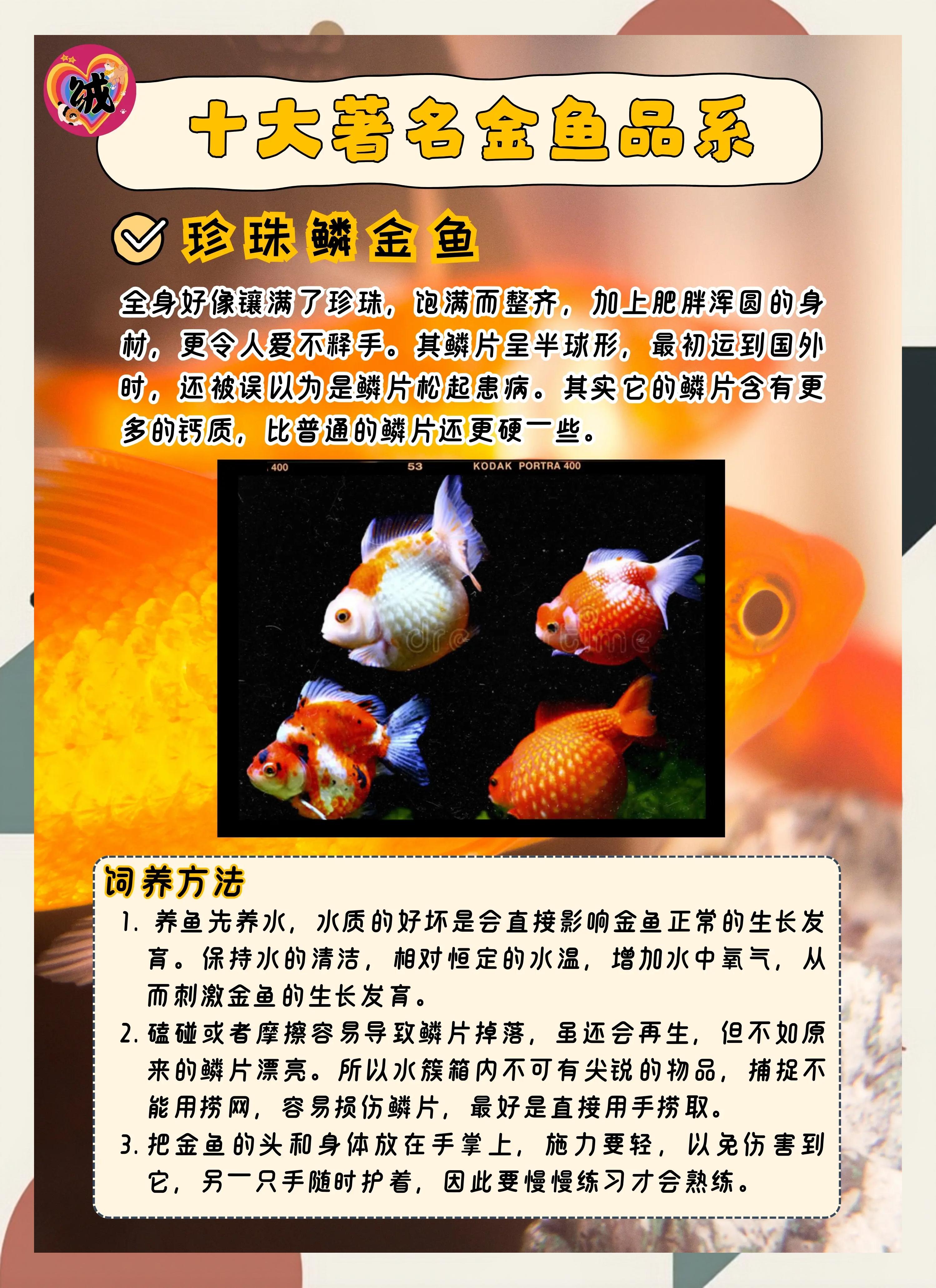 家養(yǎng)金魚(yú)數(shù)量有哪些講究應(yīng)該養(yǎng)多少條最好