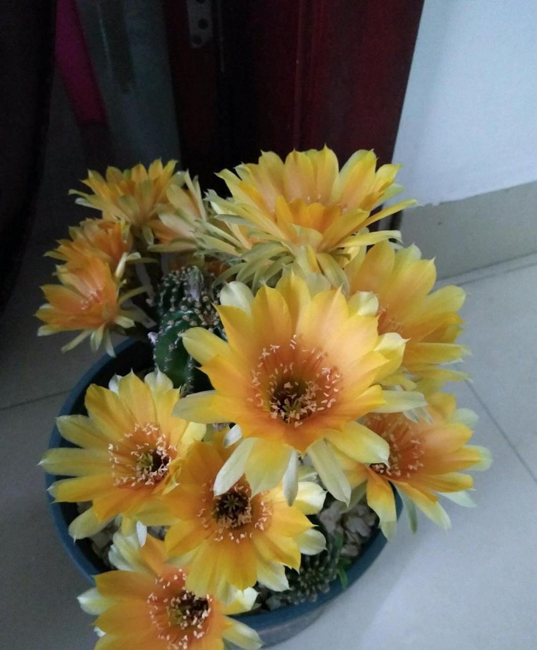 黑金剛仙人球怎么養(yǎng)開花?
