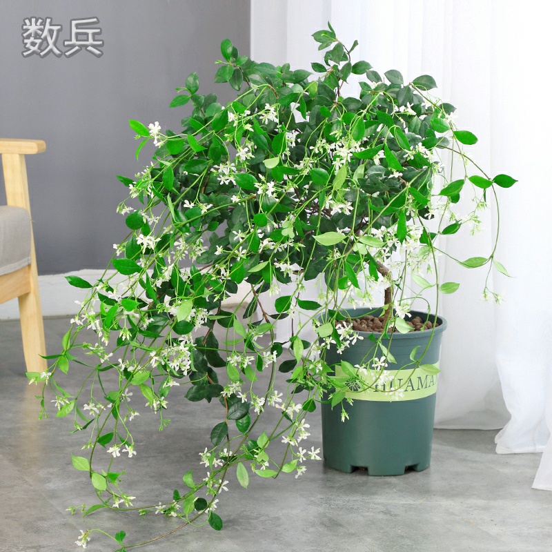 藤蔓植物的分類(lèi)陽(yáng)臺(tái)藤蔓植物有哪些