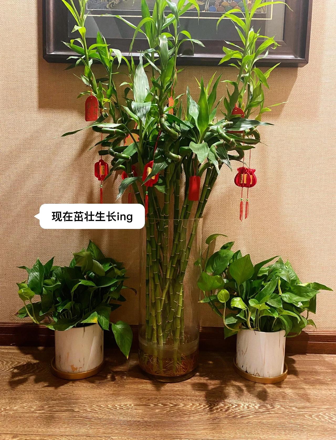 誰知道富貴竹籠的養(yǎng)殖方法?