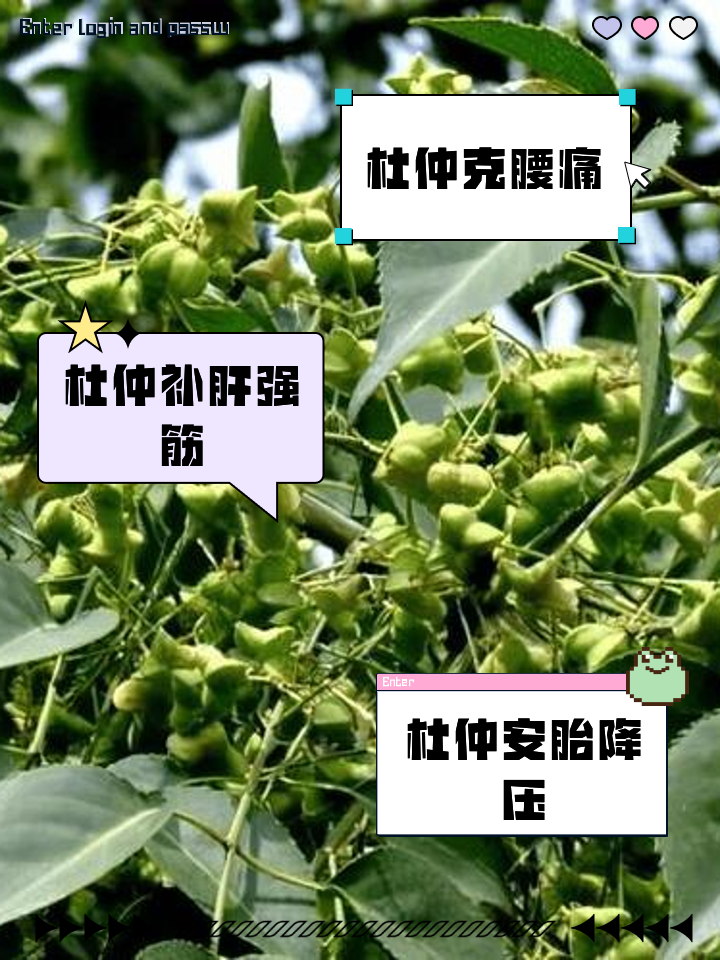 杜仲炭的功效與作用是什么?