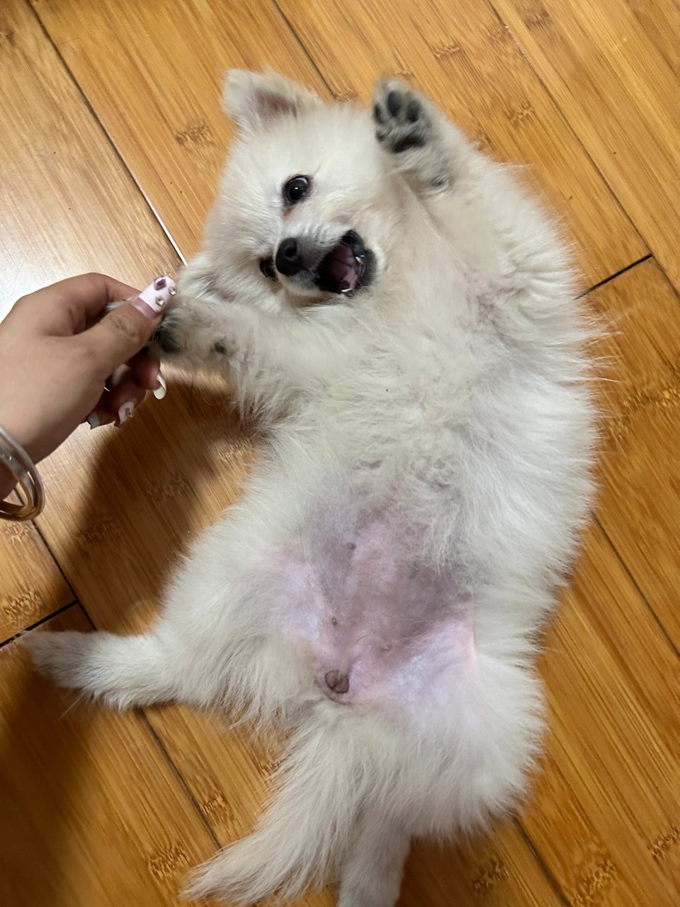 如果博美MM和土狗DD交配了,生出來(lái)的還會(huì)是博美樣么?