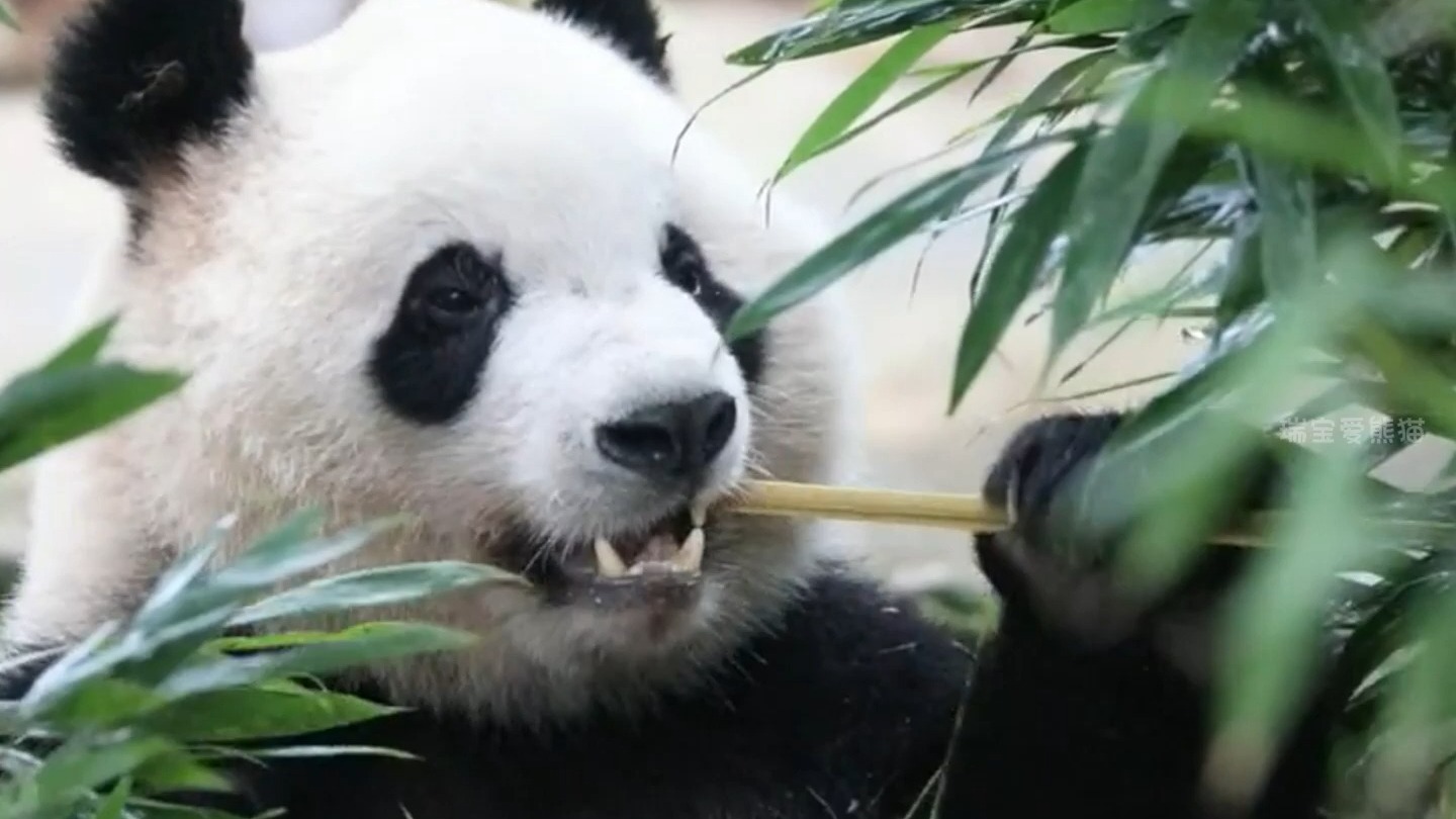 【熊貓Panda論壇】熊貓Panda討論區(qū)產(chǎn)品論壇