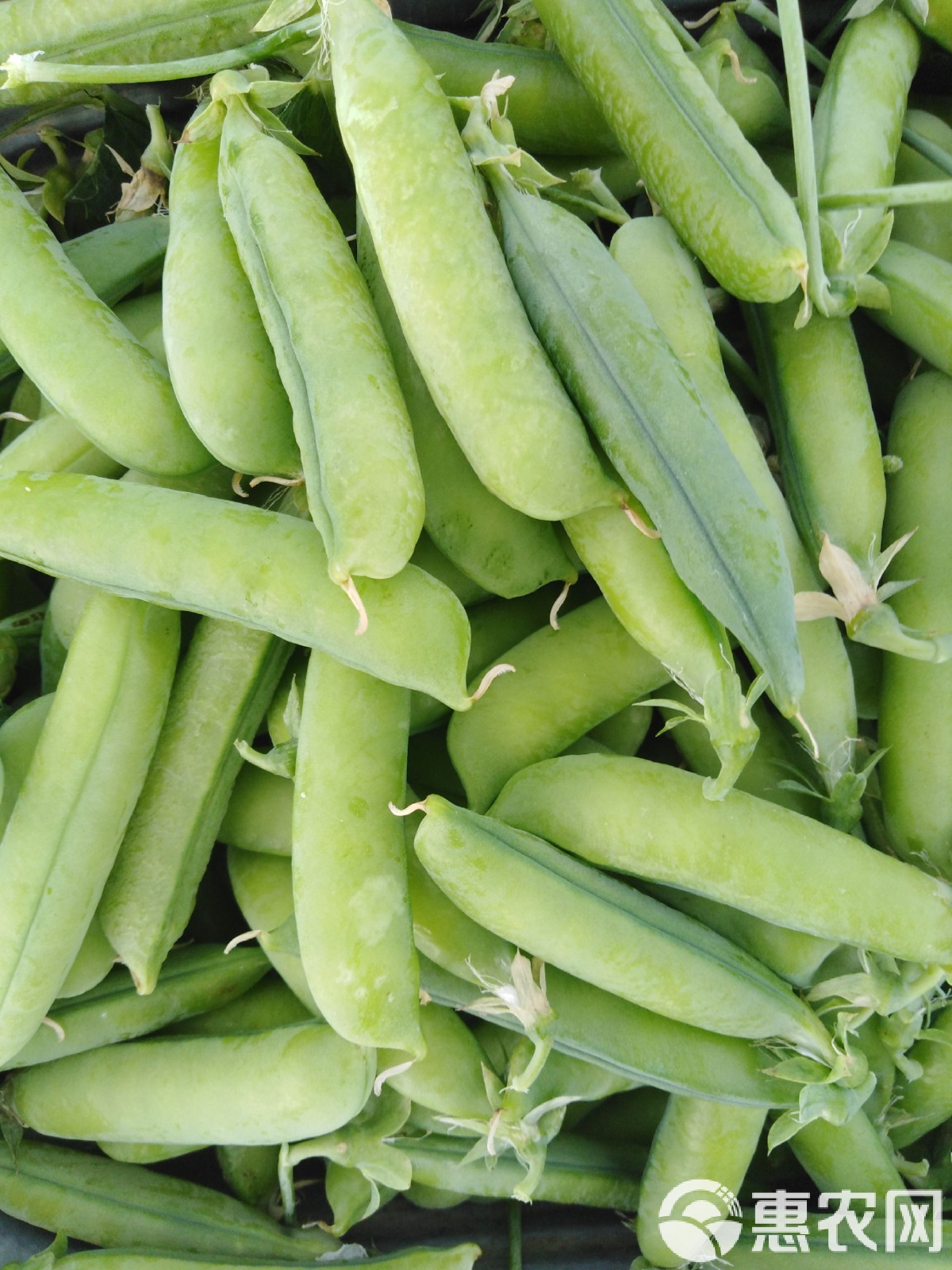 【X8豌豆莢下載】西鉑X8豌豆莢8.2.5.1免費(fèi)下載