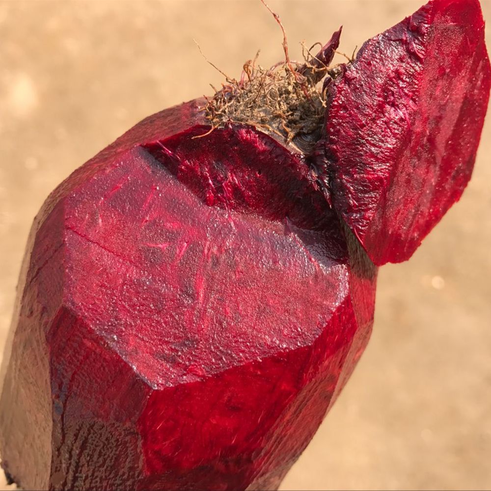 批量供應嘉葉牌優(yōu)質火焰菜福州火焰菜無公害蔬菜